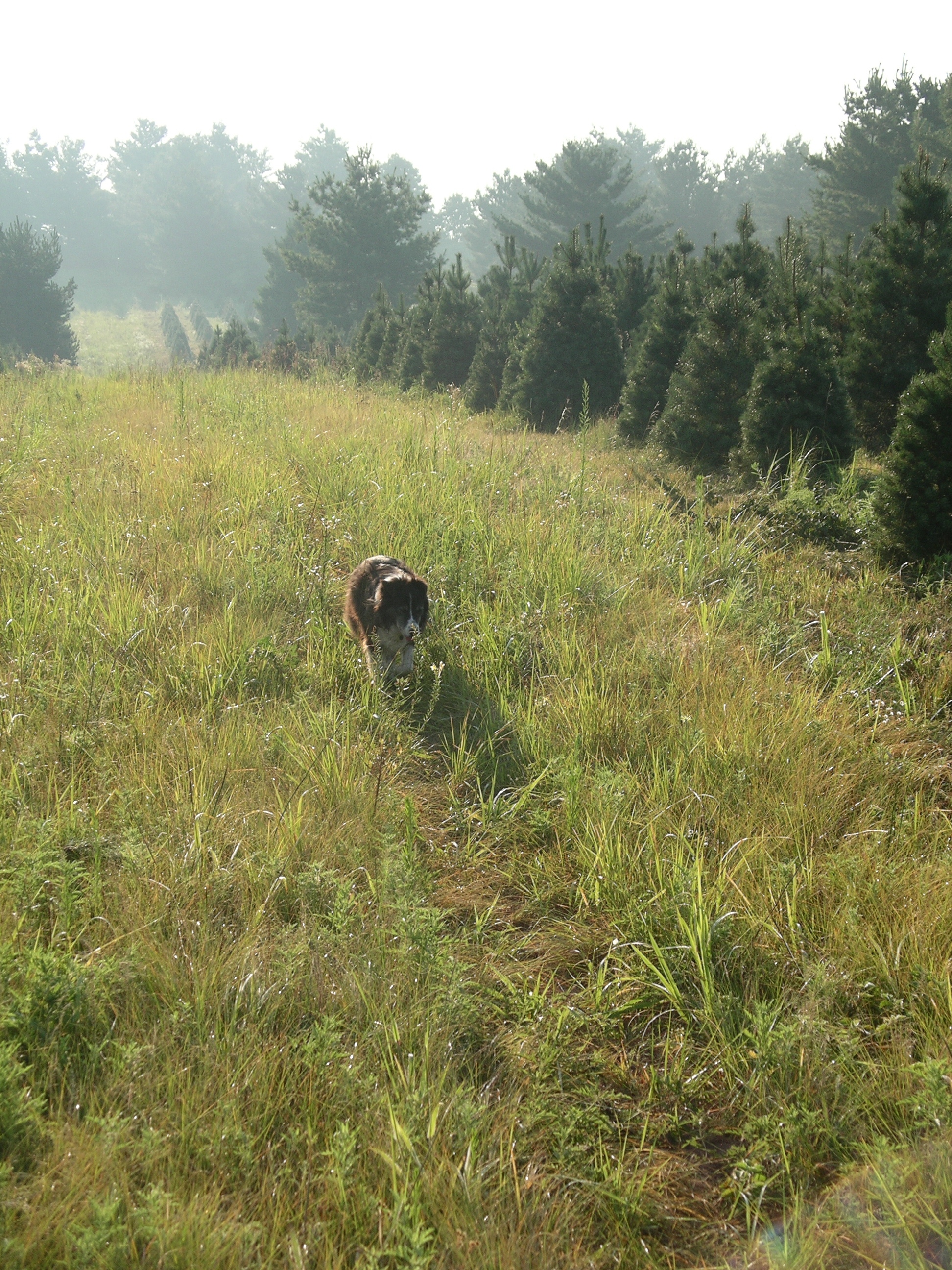 Maggie the Farm Dog